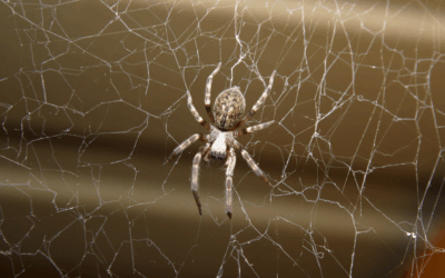 Eco-Friendly Spider Control in Peachtree Corners: Keeping Your Home Pest-Free Naturally