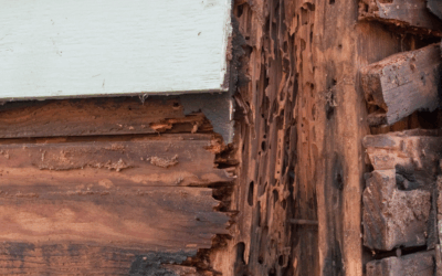 Broward Termite Control: Preventing Costly Damage This October