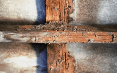 Miami’s October Termite Threat: What Homeowners Need to Know