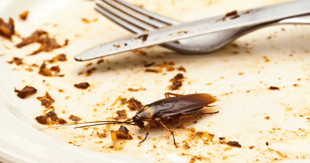 cockroach bites cockroach bites