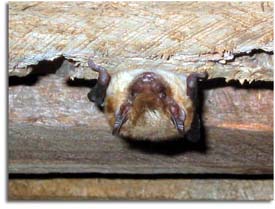 Big Brown Bat