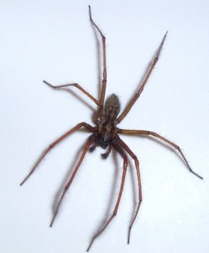 Spider on a white surface