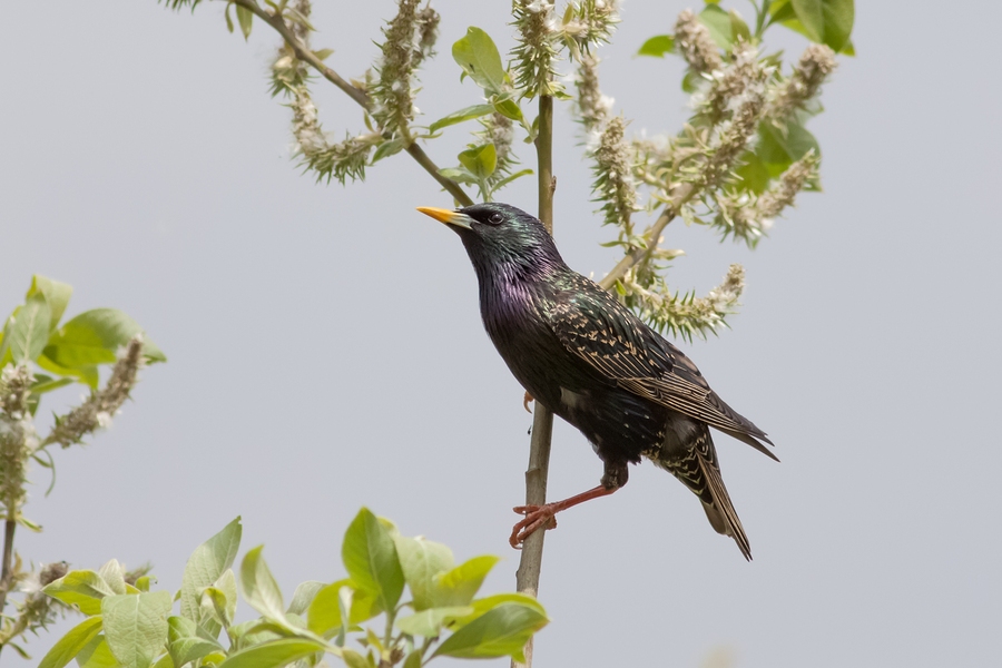Starlings Atlanta Bird Control