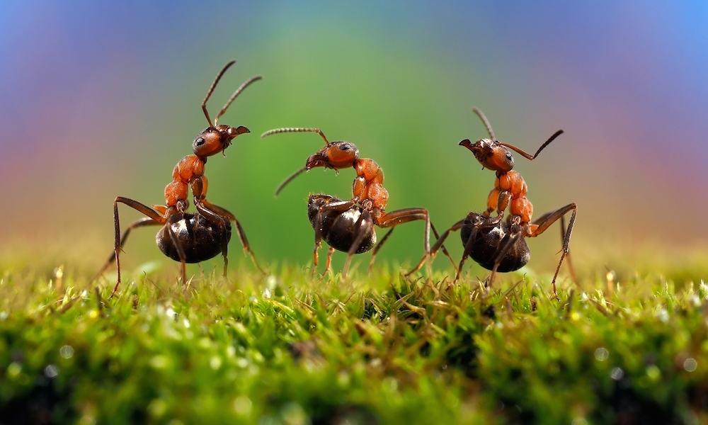 Under an Ant Attack? Here’s Why