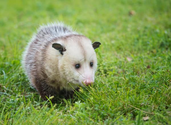 Opossums