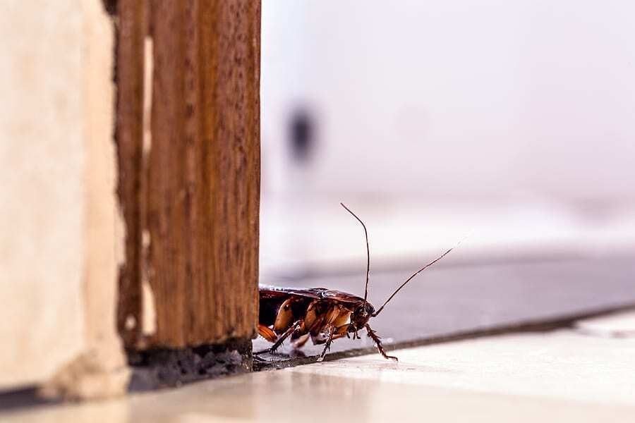 Cockroaches