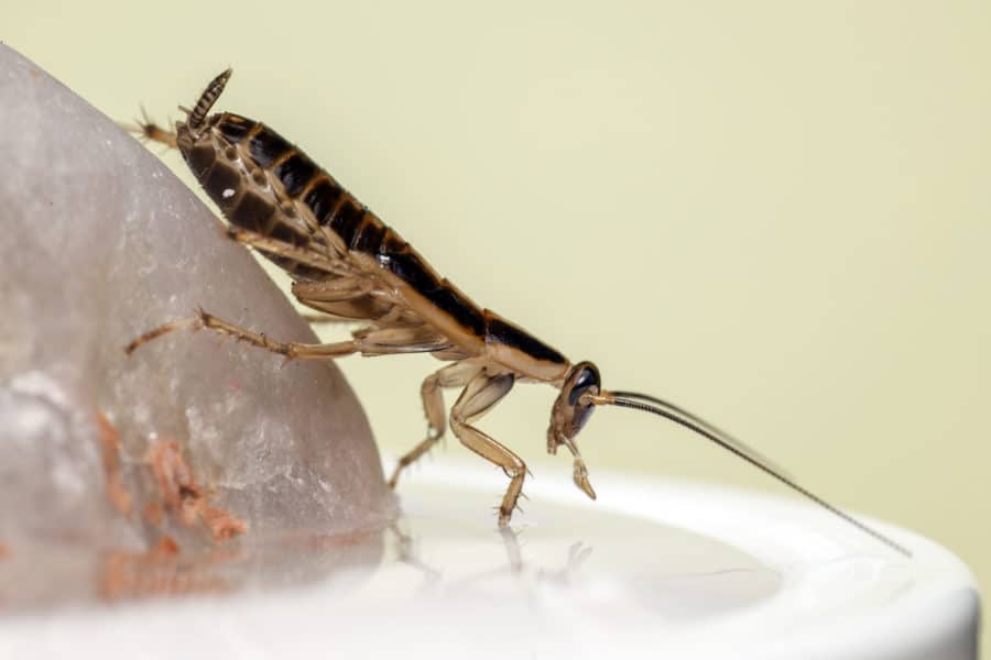 German Roaches
