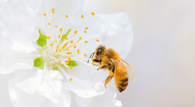 The Different Types of Stinging Insects
