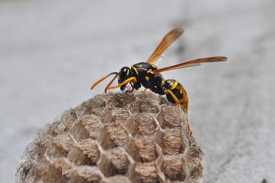How to Avoid Common Stinging Pests in Florida