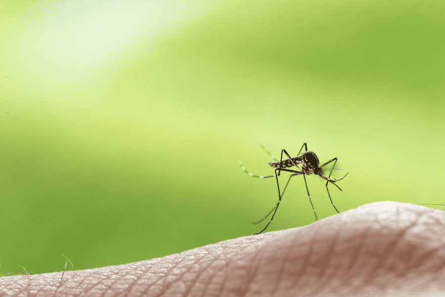 mosquito prevention