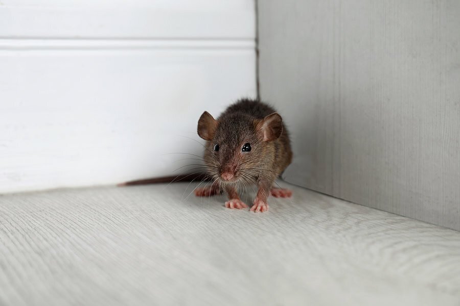 Why Doral Homeowners Need Rodent Prevention