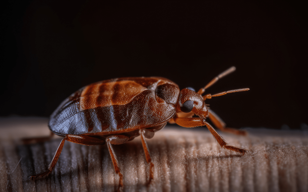 7 Signs of A Bed Bug Infestation in Georgia