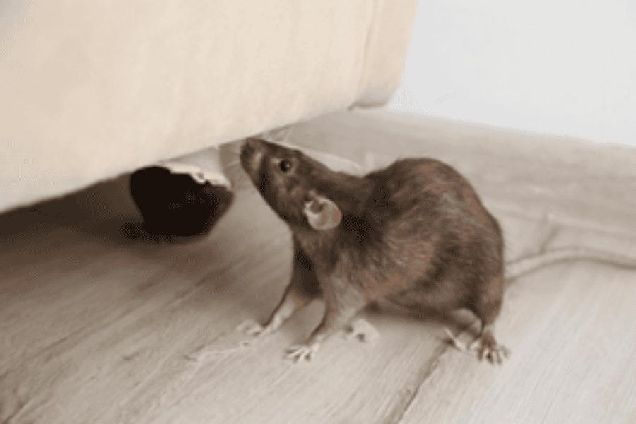 Protect Your Pompano Home from Rodents This Winter