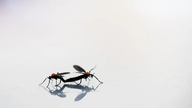 Valentine’s Day Special: The Green Way to Protect Your Home from Love Bugs
