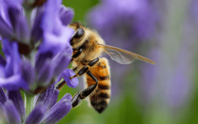 The Best Bee-Friendly Plants for Georgia Gardens