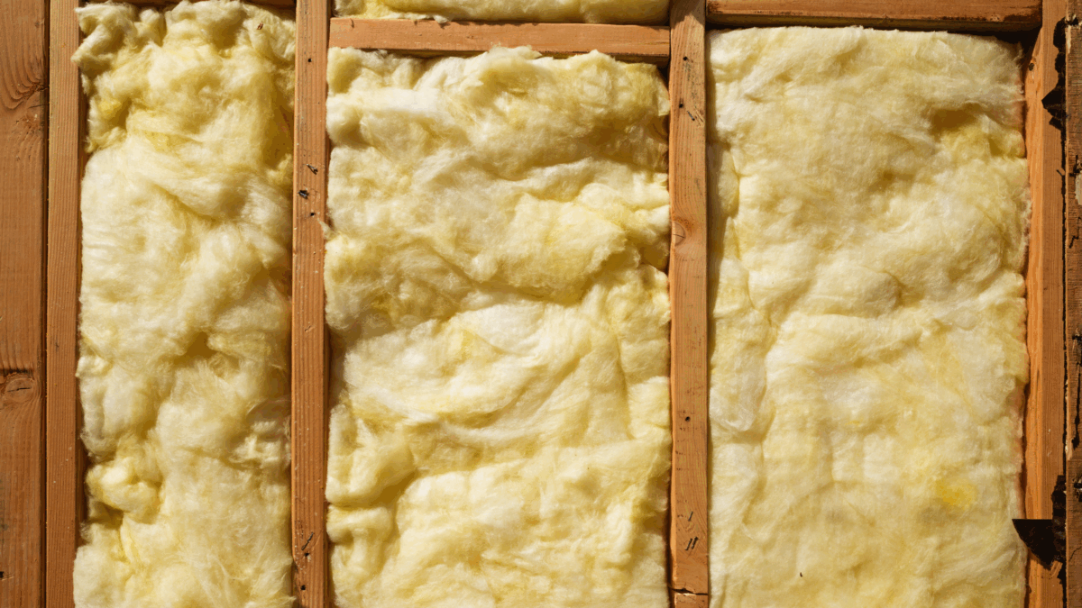common attic pests