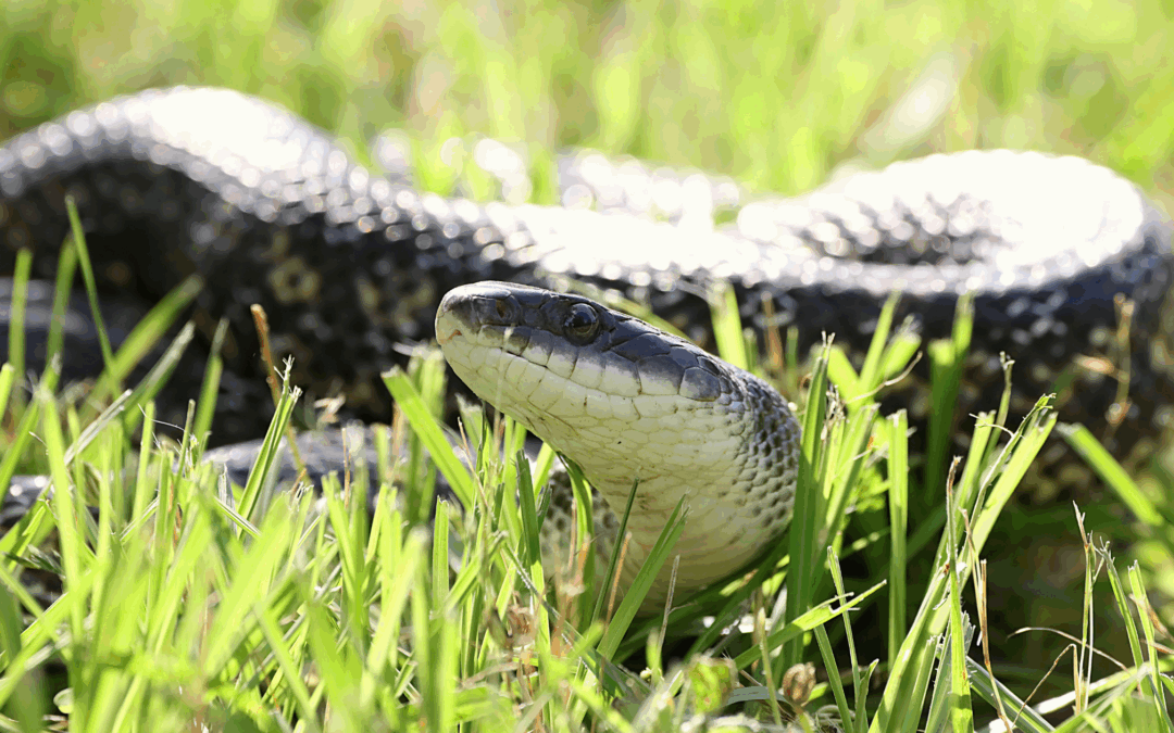 snake prevention