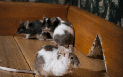 House Mice on the Move: Why Broward Homes See More Rodents This December