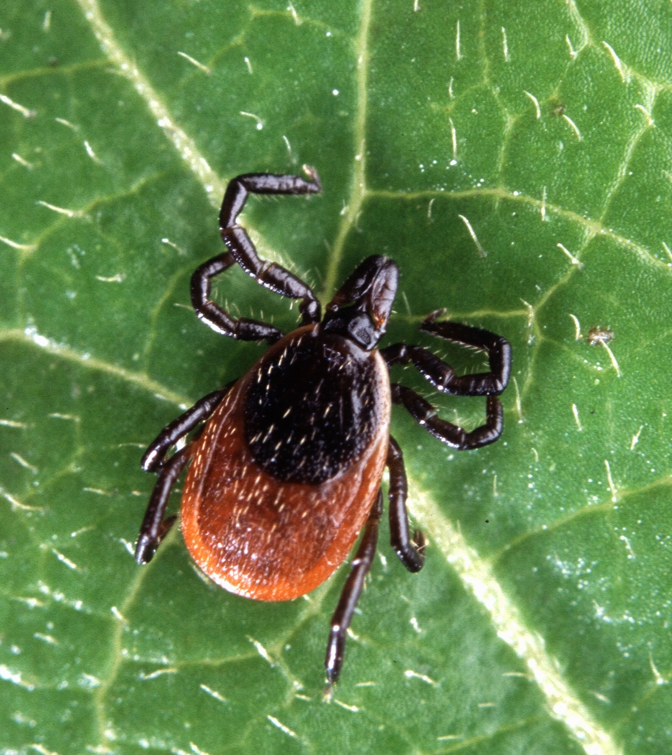 overhead view of a deer tick on a leaf