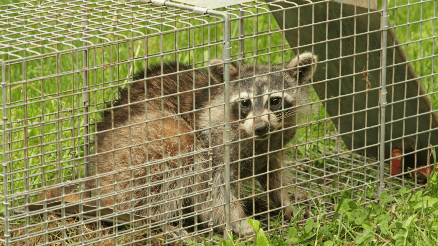 raccoon trap