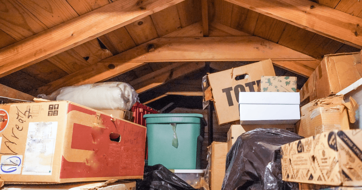 Attic Pests attic pests