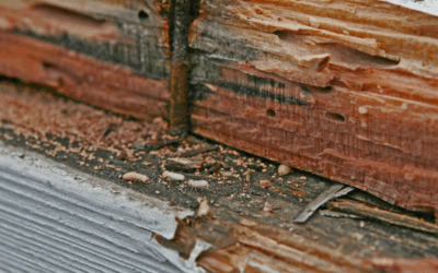 Homewood AL Termite Control in Winter: Are Termites Active in December?