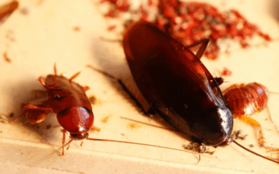 Miami’s December Roach Roundup: Meet the Sneaky Smokybrowns and Their Indoor Invasion