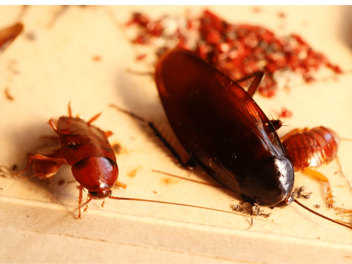 smokybrown cockroaches