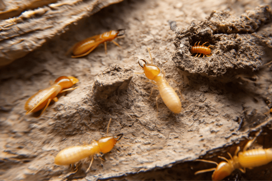 Termite Prevention Tactics for Eco-Friendly Homes in Bonita Springs