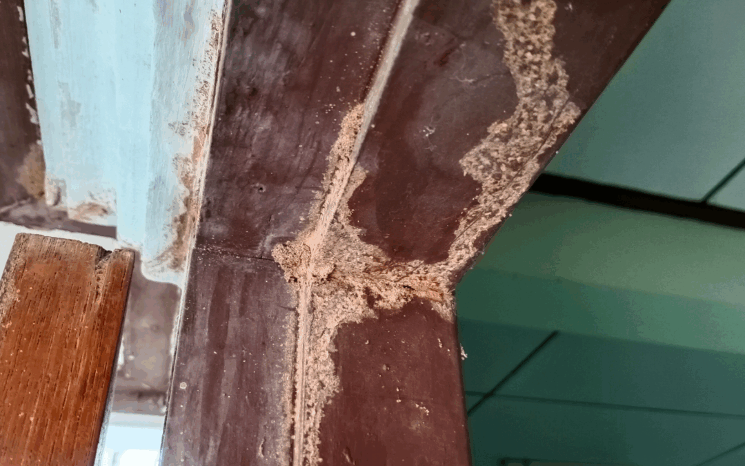 What Drywood Termites Are Doing to Fort Myers Homes (That You Can’t See)