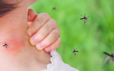 Sustainable Mosquito Control in Alabama: How to Protect Your Home