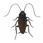 Smokey Brown Cockroach