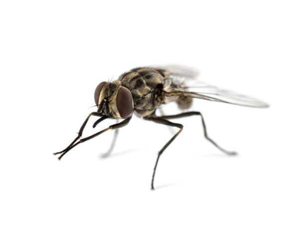 Housefly