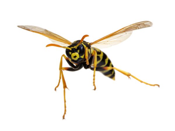 Paper Wasp