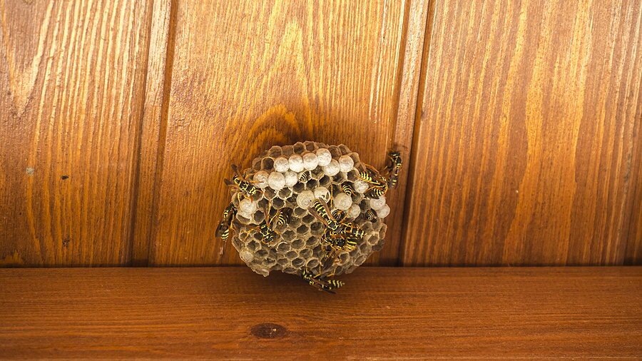 Watch out for the Stinging Pests!