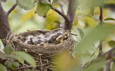 When Is Bird Nest Removal Appropriate (And Legal)?