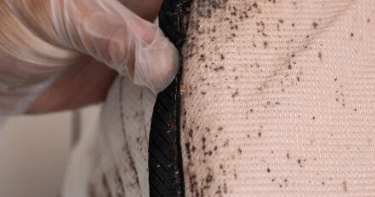 bed bug infestations bed bug infestations