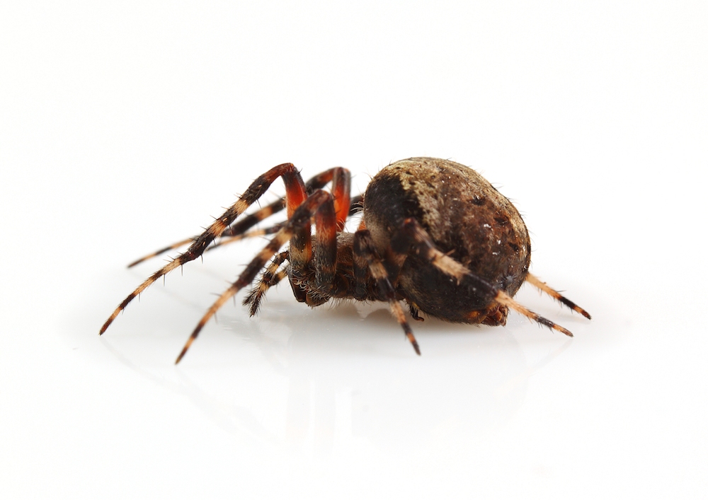 Orb Weaver Spider Orb Weaver Spider