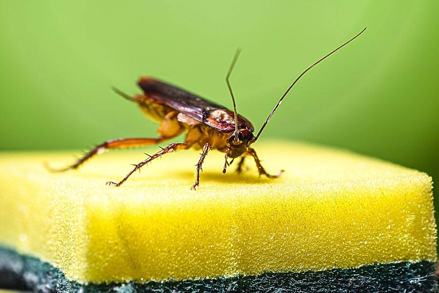 are roaches dangerous are roaches dangerous
