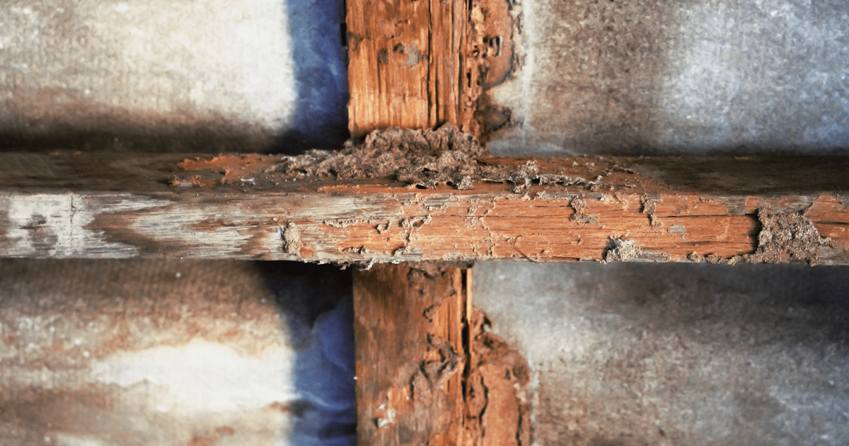 termite threat