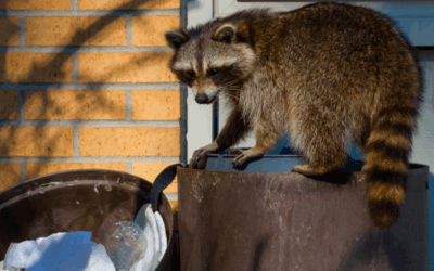 August in Atlanta: 3 Wildlife Attic Invaders to Watch For